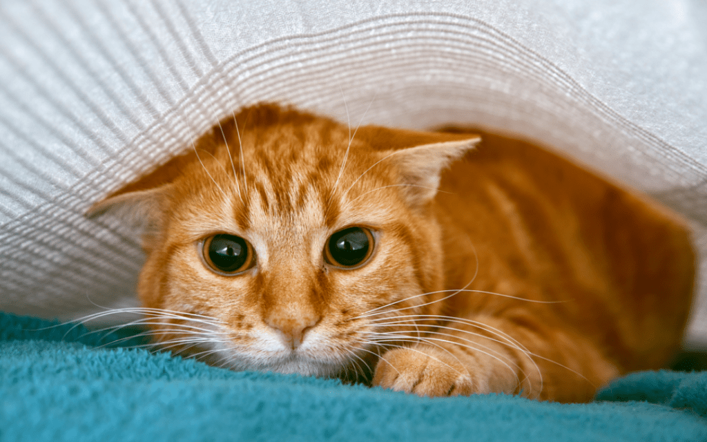 🐱 How to Calm an Anxious Cat During&nbsp;Travel