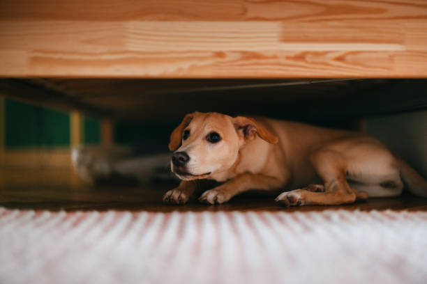 🐶 Calming Anxiety in Dogs: Tips Every Pet Parent Should&nbsp;Know